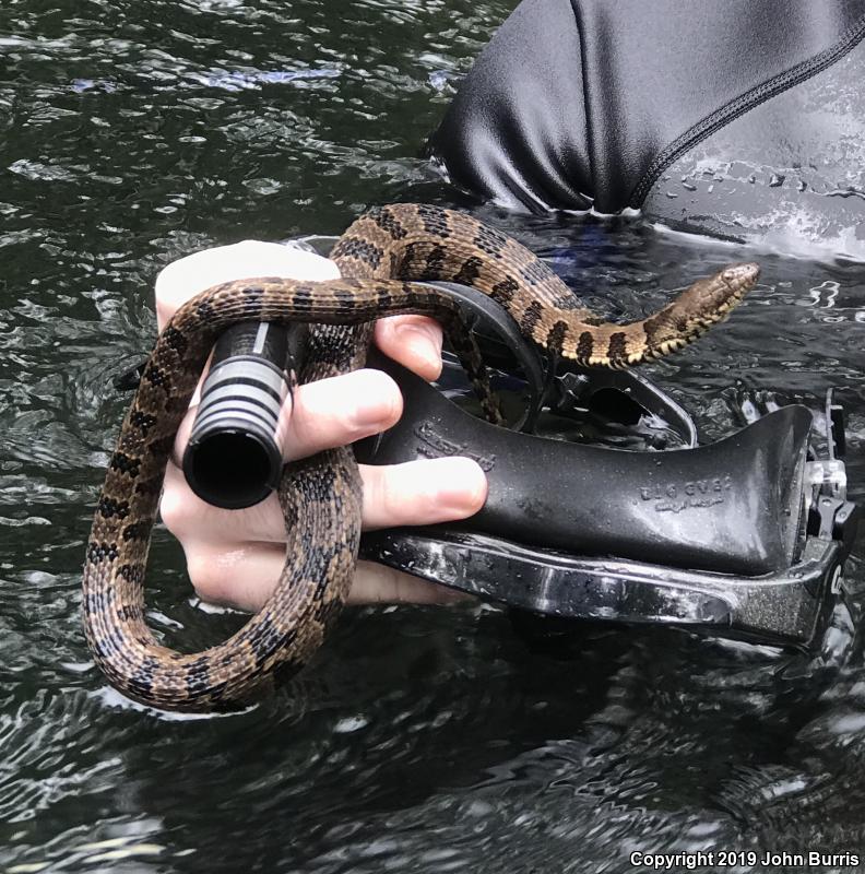 Brown Watersnake (Nerodia taxispilota)