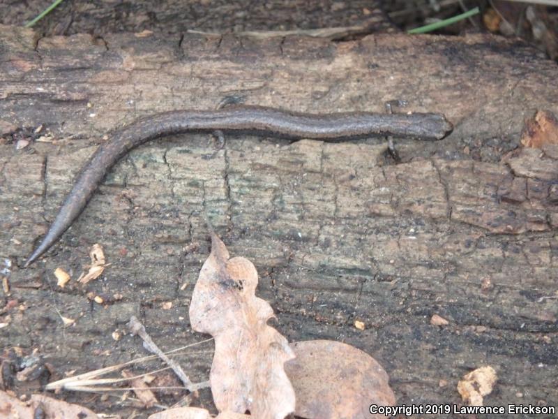 Gabilan Mountains Slender Salamander (Batrachoseps gavilanensis)