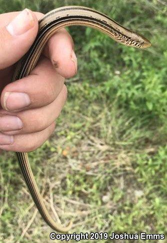 Western Slender Glass Lizard (Ophisaurus attenuatus attenuatus)