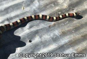 Central Plains Milksnake (Lampropeltis triangulum gentilis)