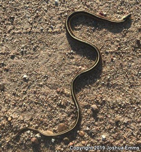 Red-sided Gartersnake (Thamnophis sirtalis parietalis)