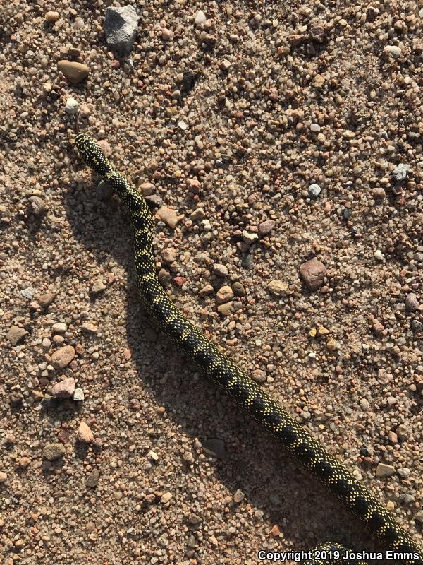 Speckled Kingsnake (Lampropeltis getula holbrooki)