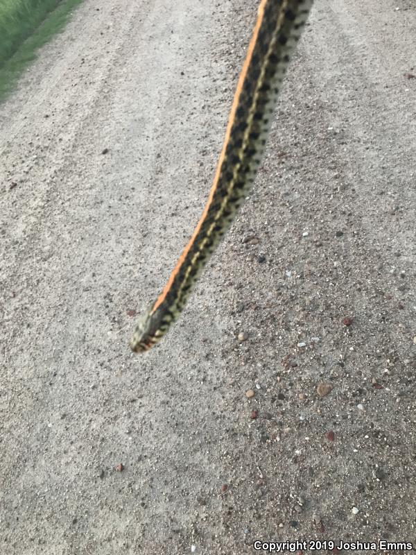 Plains Gartersnake (Thamnophis radix)