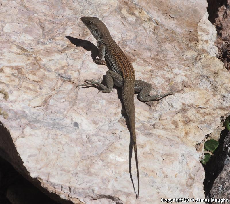 Redback Whiptail (Aspidoscelis xanthonota)