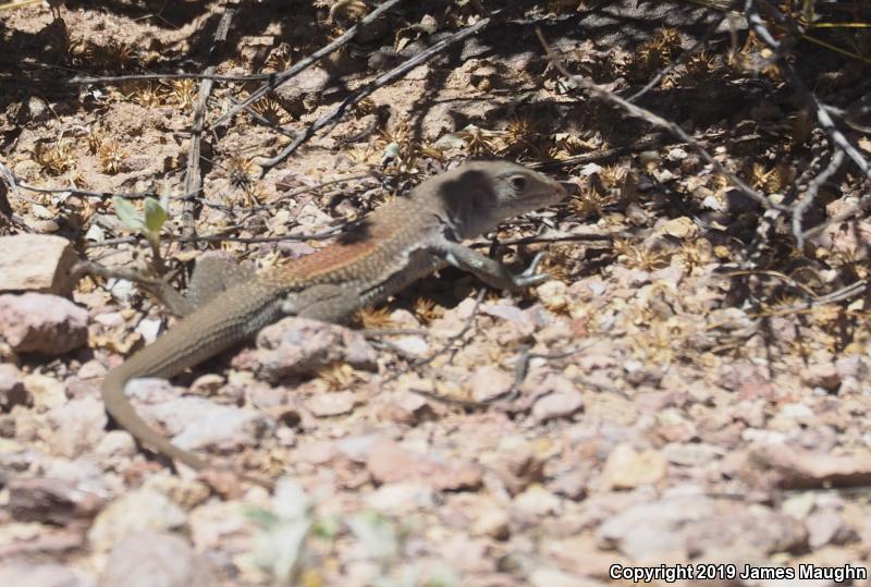 Redback Whiptail (Aspidoscelis xanthonota)