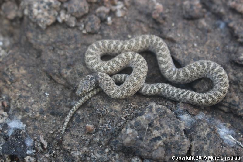 California Nightsnake (Hypsiglena ochrorhyncha nuchalata)