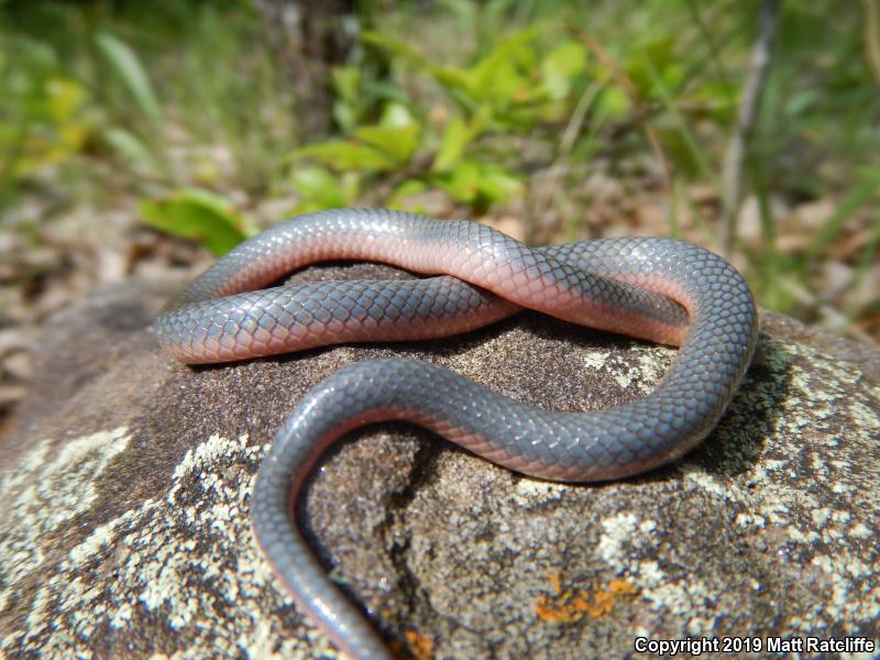 Western Wormsnake (Carphophis vermis)