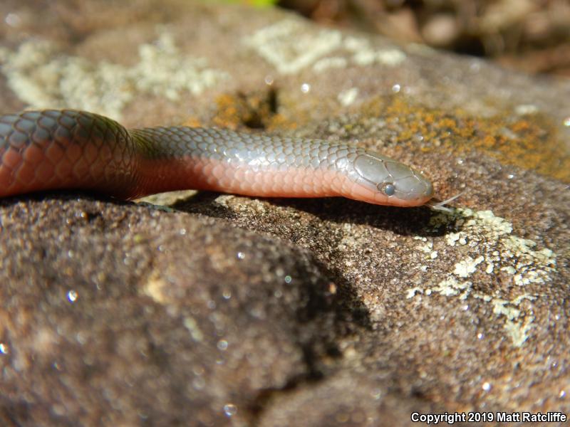 Western Wormsnake (Carphophis vermis)