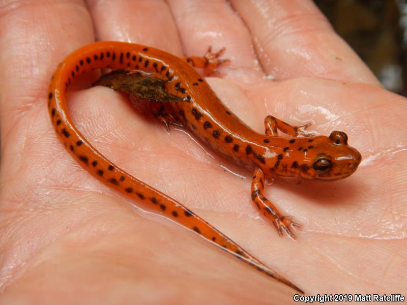 Cave Salamander (Eurycea lucifuga)