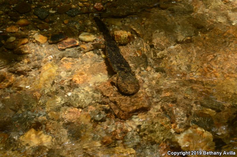 Eastern Hellbender (Cryptobranchus alleganiensis alleganiensis)