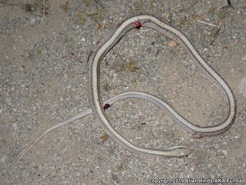 Desert Patch-nosed Snake (Salvadora hexalepis hexalepis)