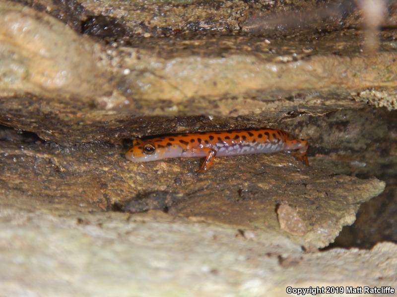 Cave Salamander (Eurycea lucifuga)