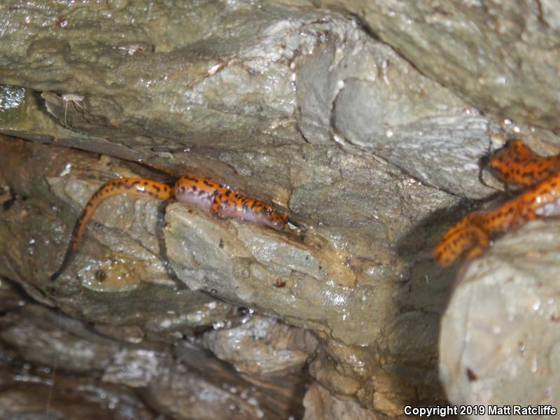 Cave Salamander (Eurycea lucifuga)