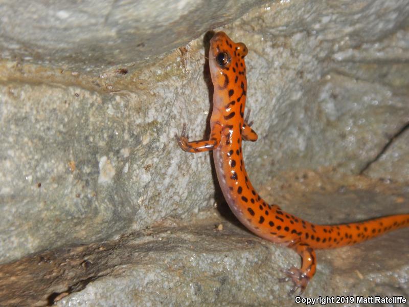 Cave Salamander (Eurycea lucifuga)