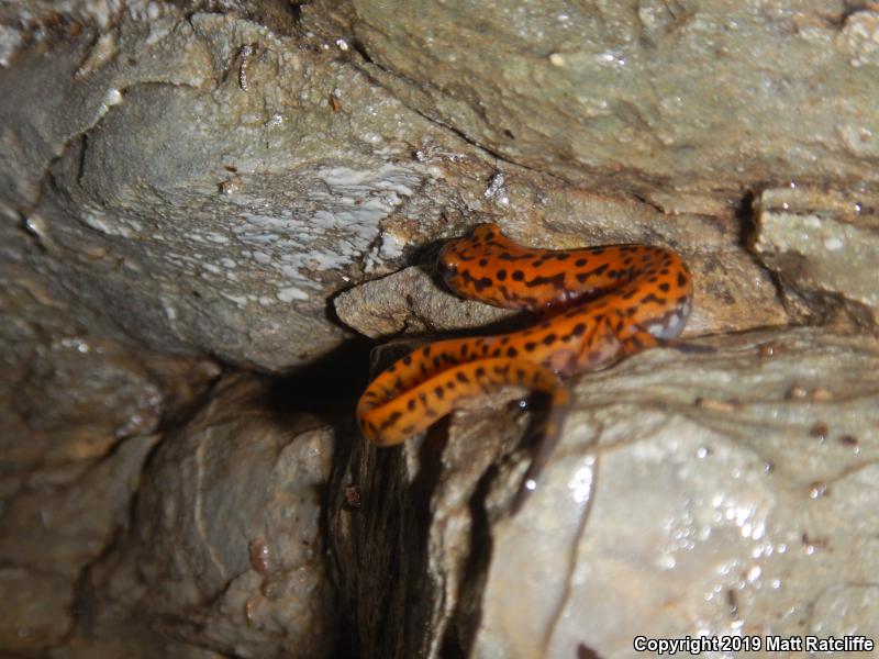 Cave Salamander (Eurycea lucifuga)