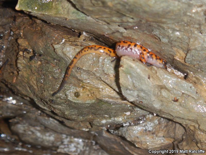 Cave Salamander (Eurycea lucifuga)