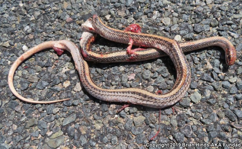 Desert Patch-nosed Snake (Salvadora hexalepis hexalepis)