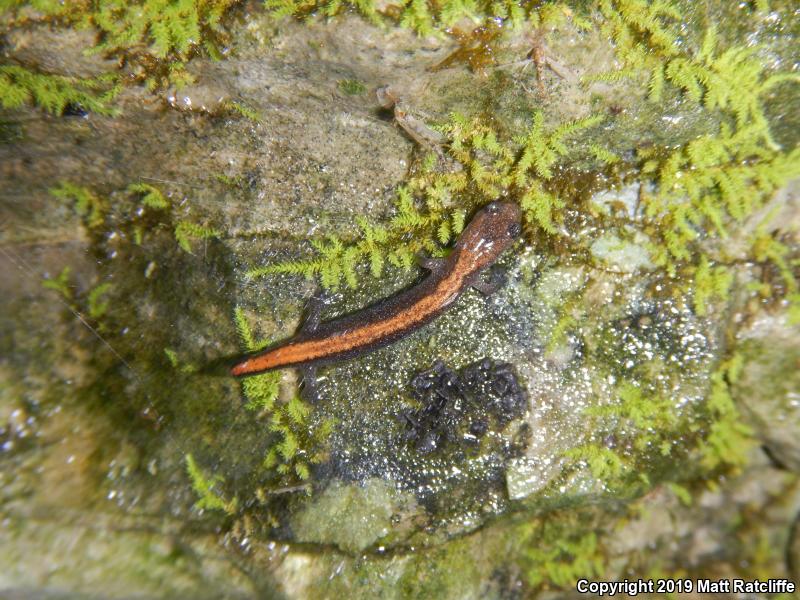 Northern Zigzag Salamander (Plethodon dorsalis)