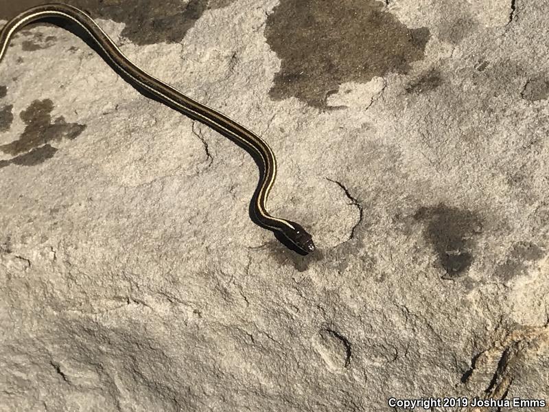 Arid Land Ribbonsnake (Thamnophis proximus diabolicus)