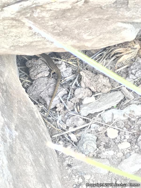 Great Plains Skink (Plestiodon obsoletus)