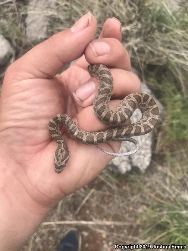 Great Plains Ratsnake (Pantherophis emoryi)