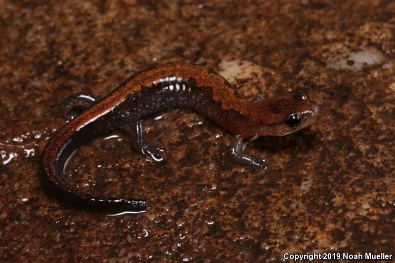 Northern Zigzag Salamander (Plethodon dorsalis)