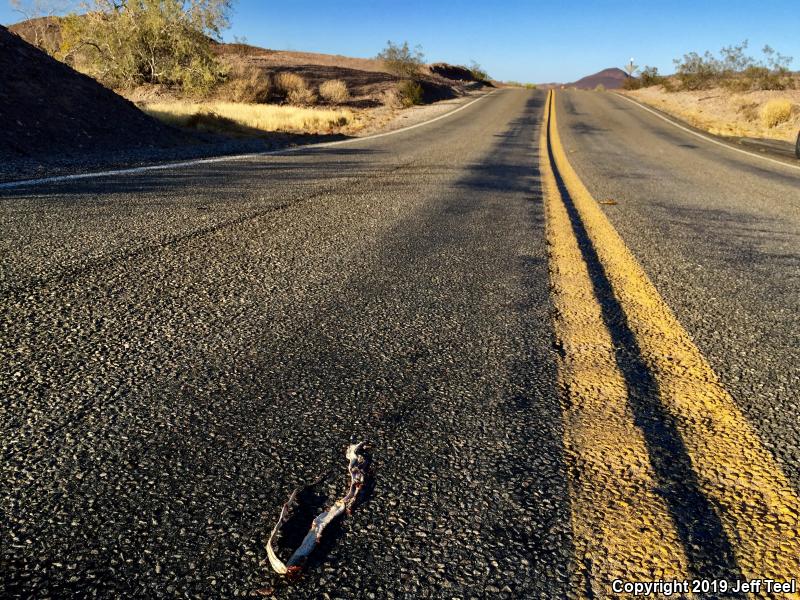 Desert Patch-nosed Snake (Salvadora hexalepis hexalepis)