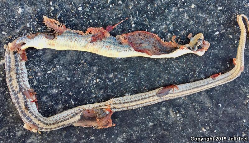 Desert Patch-nosed Snake (Salvadora hexalepis hexalepis)