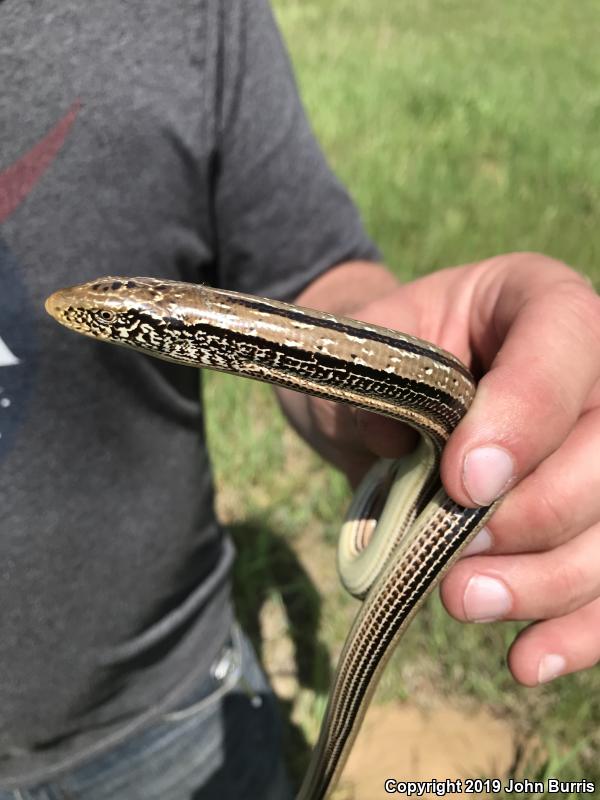 Western Slender Glass Lizard (Ophisaurus attenuatus attenuatus)