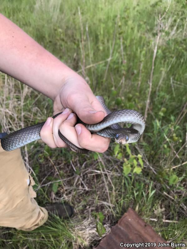 Blue Racer (Coluber constrictor foxii)