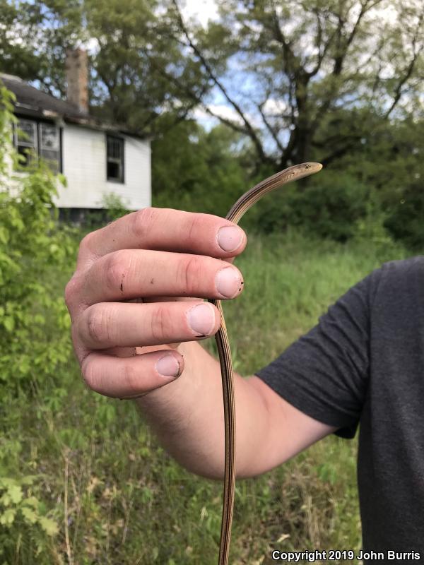 Western Slender Glass Lizard (Ophisaurus attenuatus attenuatus)