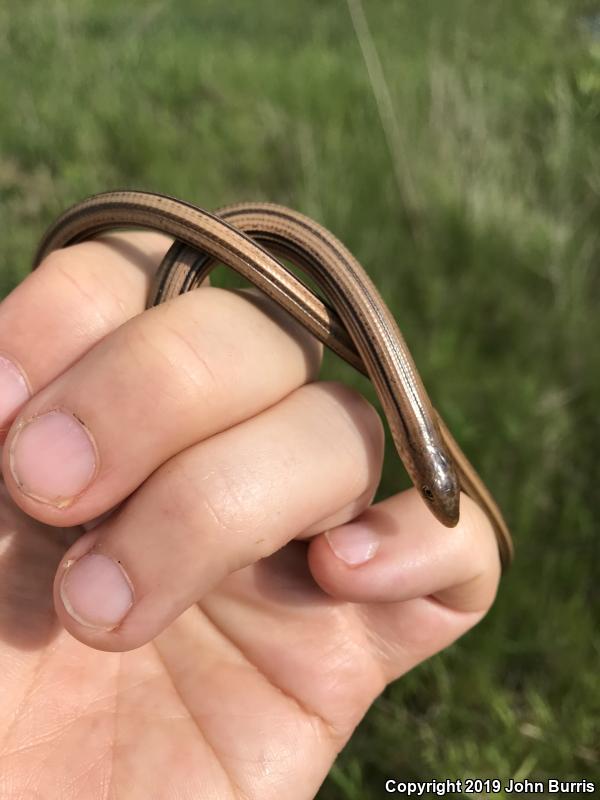 Western Slender Glass Lizard (Ophisaurus attenuatus attenuatus)