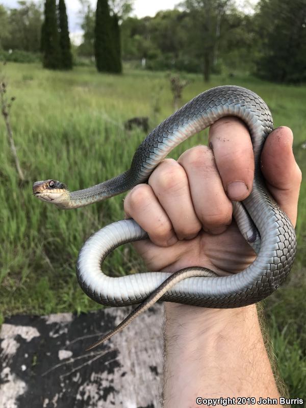 Blue Racer (Coluber constrictor foxii)