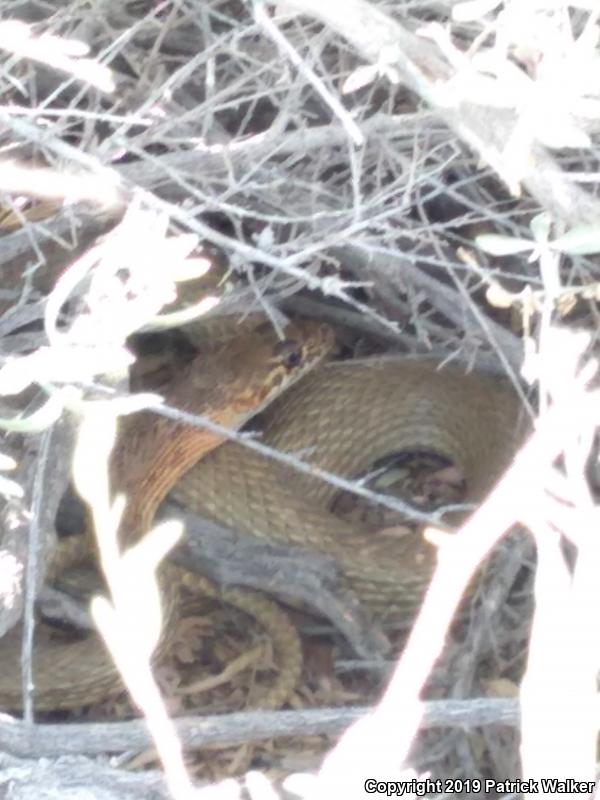 San Joaquin Coachwhip (Coluber flagellum ruddocki)