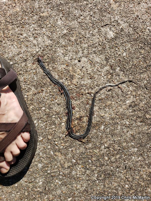 Gulf Coast Ribbonsnake (Thamnophis proximus orarius)