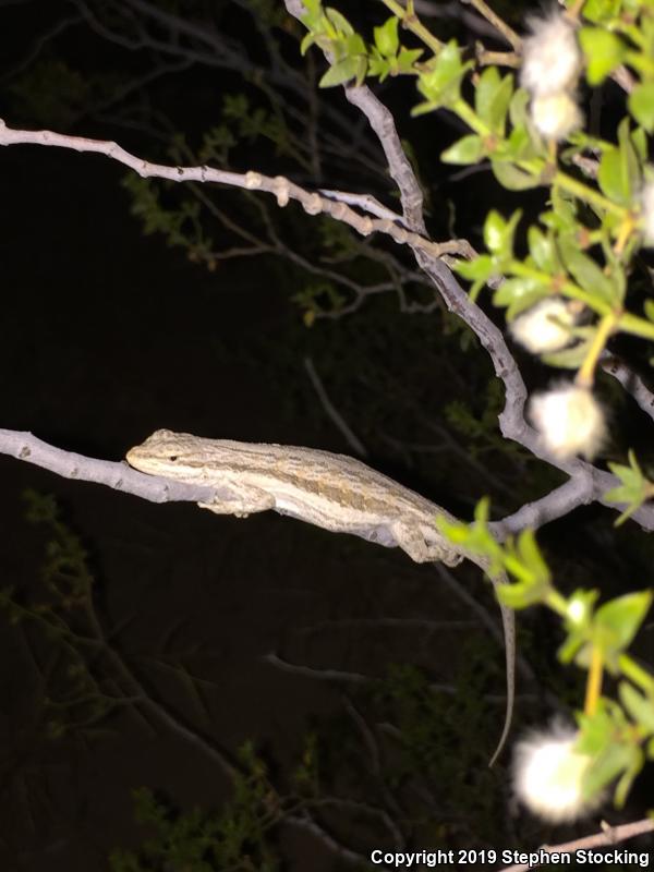 Western Long-tailed Brush Lizard (Urosaurus graciosus graciosus)