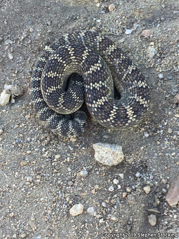 Arizona Black Rattlesnake (Crotalus cerberus)