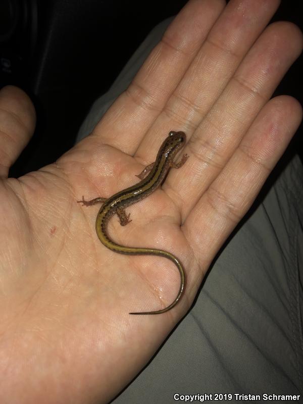 Three-lined Salamander (Eurycea guttolineata)