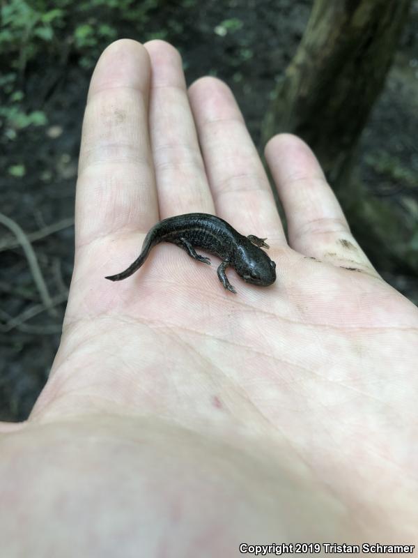 Mole Salamander (Ambystoma talpoideum)