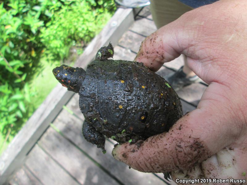 Spotted Turtle (Clemmys guttata)