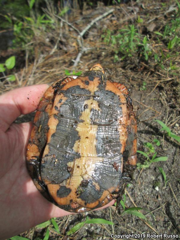 Spotted Turtle (Clemmys guttata)