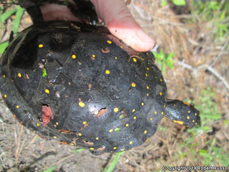 Spotted Turtle (Clemmys guttata)