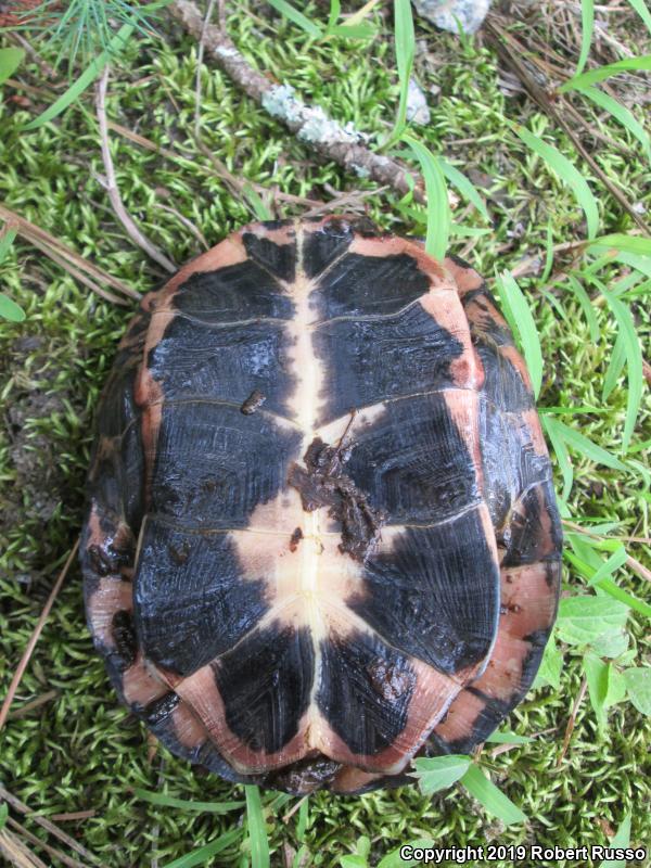 Spotted Turtle (Clemmys guttata)