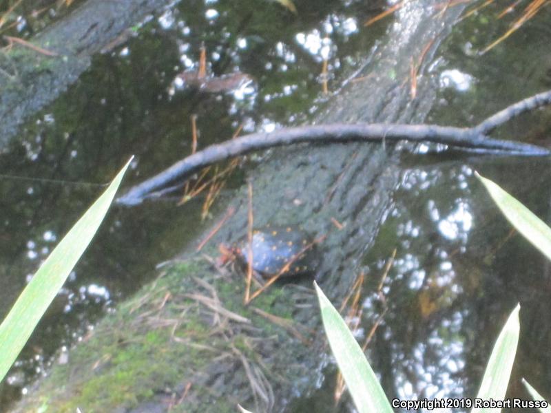 Spotted Turtle (Clemmys guttata)