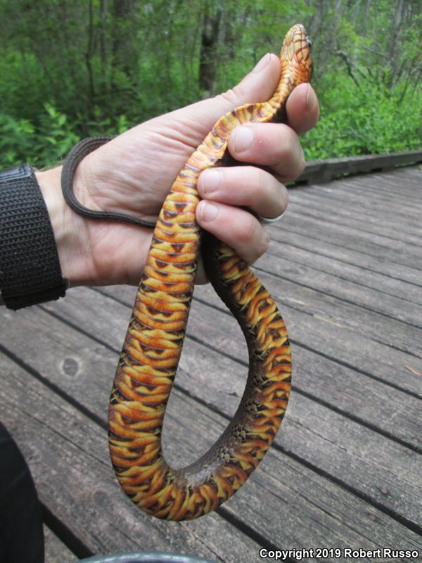 Banded Watersnake (Nerodia fasciata fasciata)