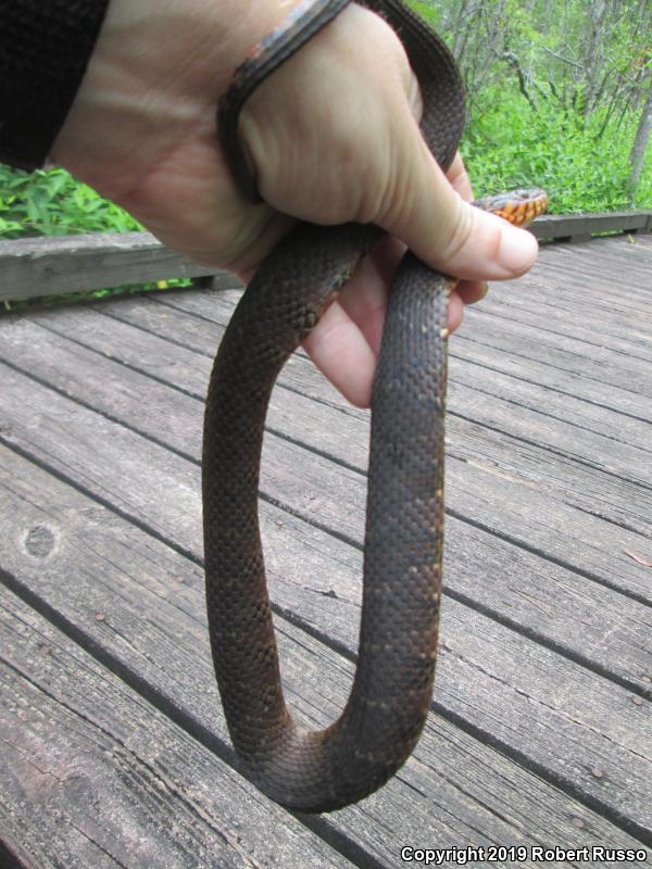 Banded Watersnake (Nerodia fasciata fasciata)