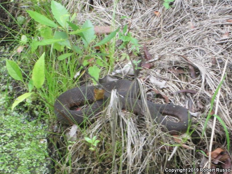 Banded Watersnake (Nerodia fasciata fasciata)