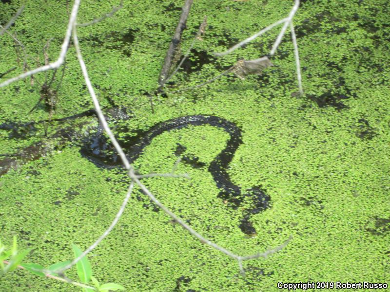 Banded Watersnake (Nerodia fasciata fasciata)