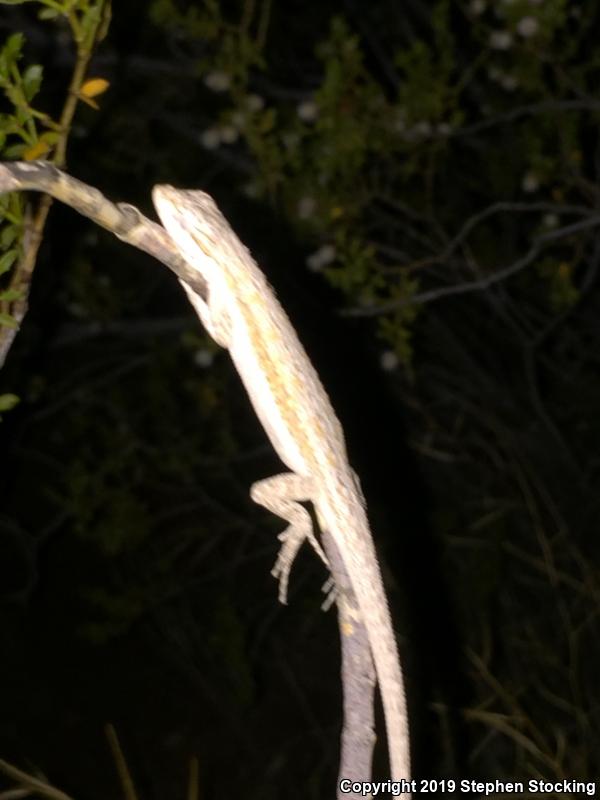 Western Long-tailed Brush Lizard (Urosaurus graciosus graciosus)