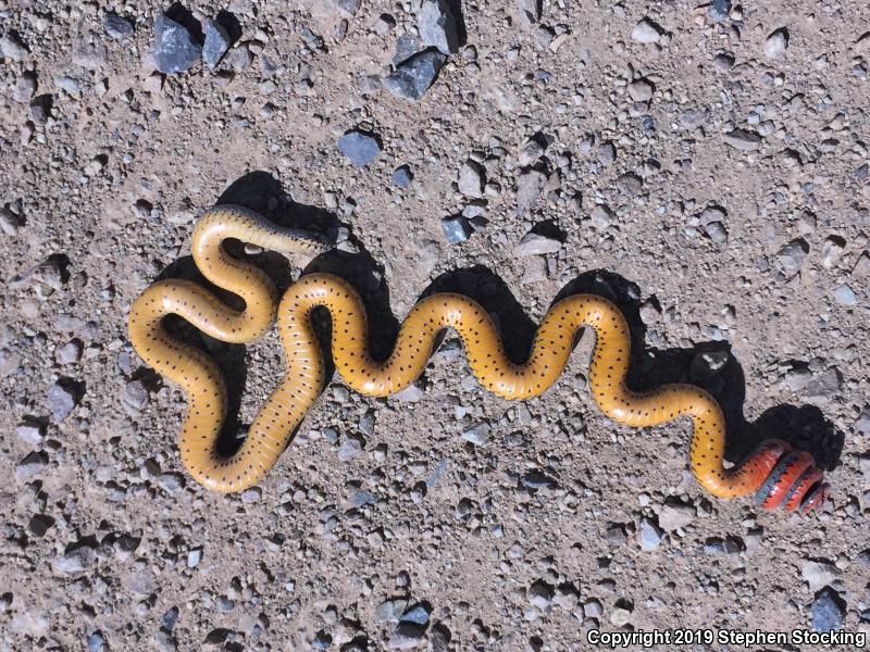 Regal Ring-necked Snake (Diadophis punctatus regalis)